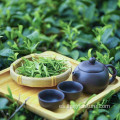 Sichuan hojas sueltas té verde orgánico delgado